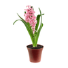 Irene Royal Product