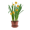 Irene Royal Product